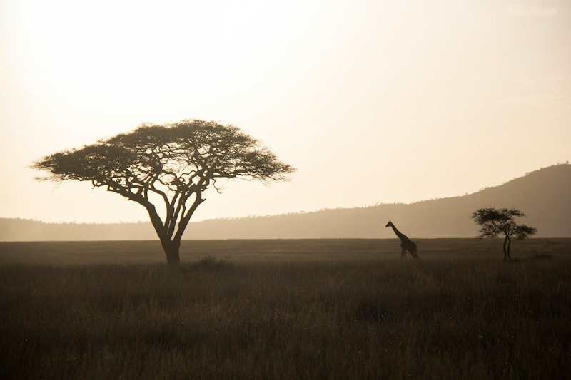 Tanzania Serengeti Safari
