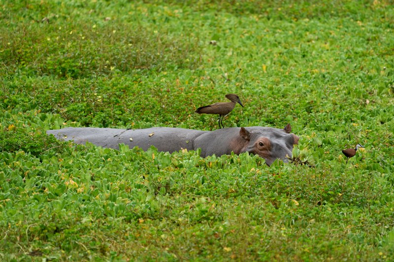 Zambia South Luangwa river