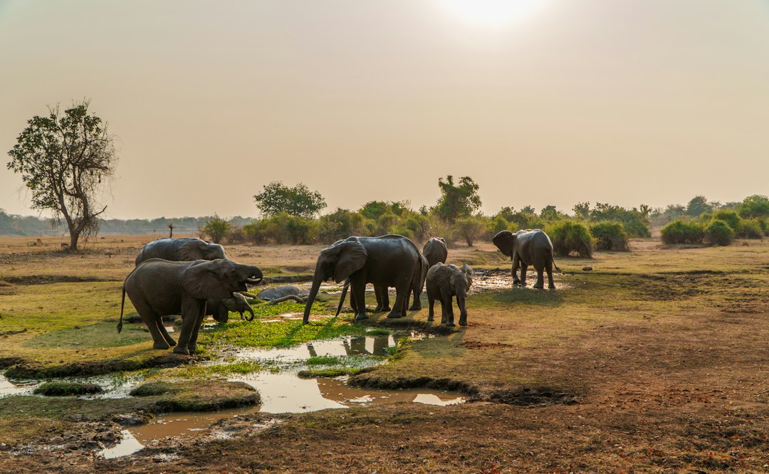Luangwa and the Lower Zambezi