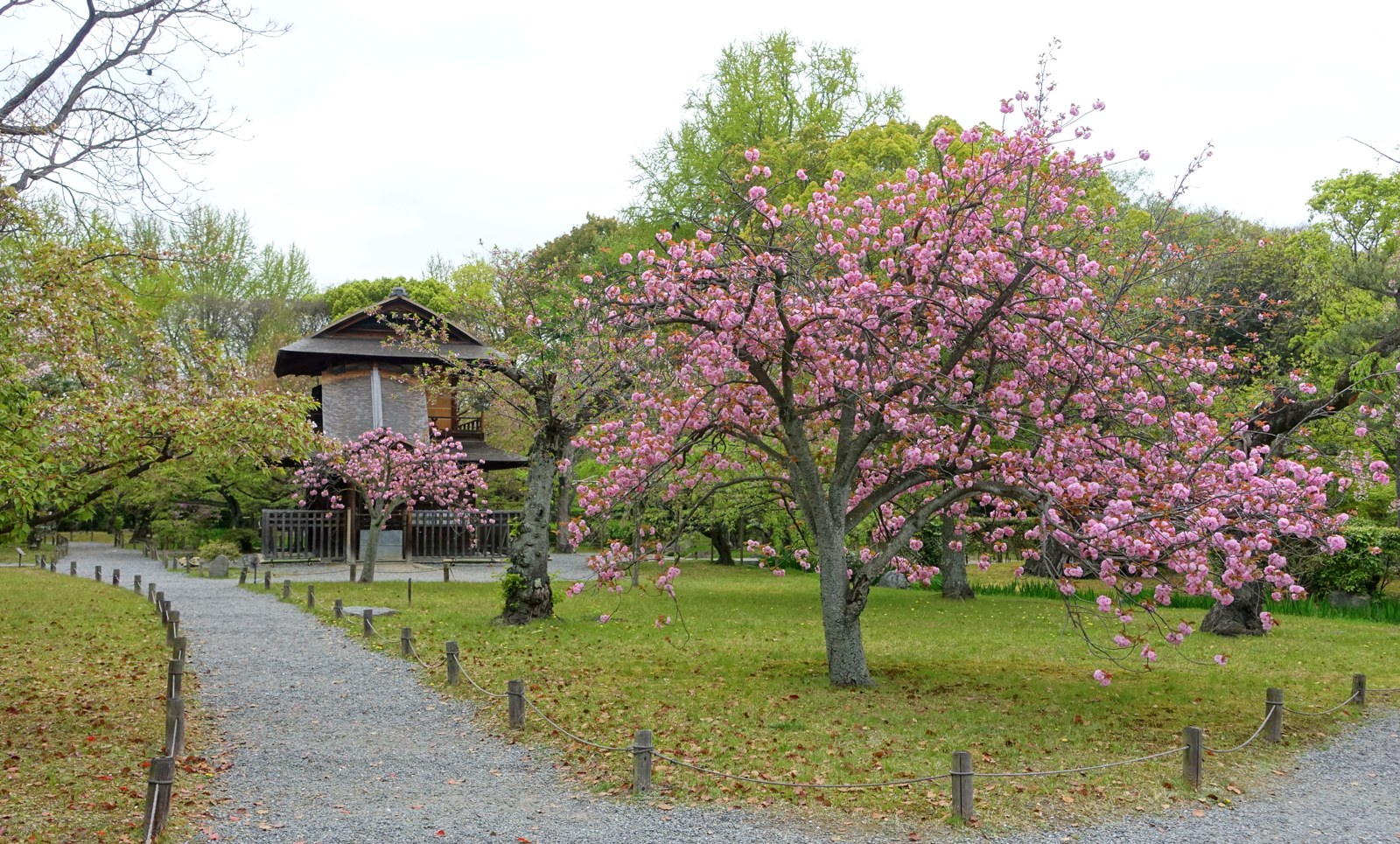 Cherry blossoms in Shoseien garden in Kyoto
